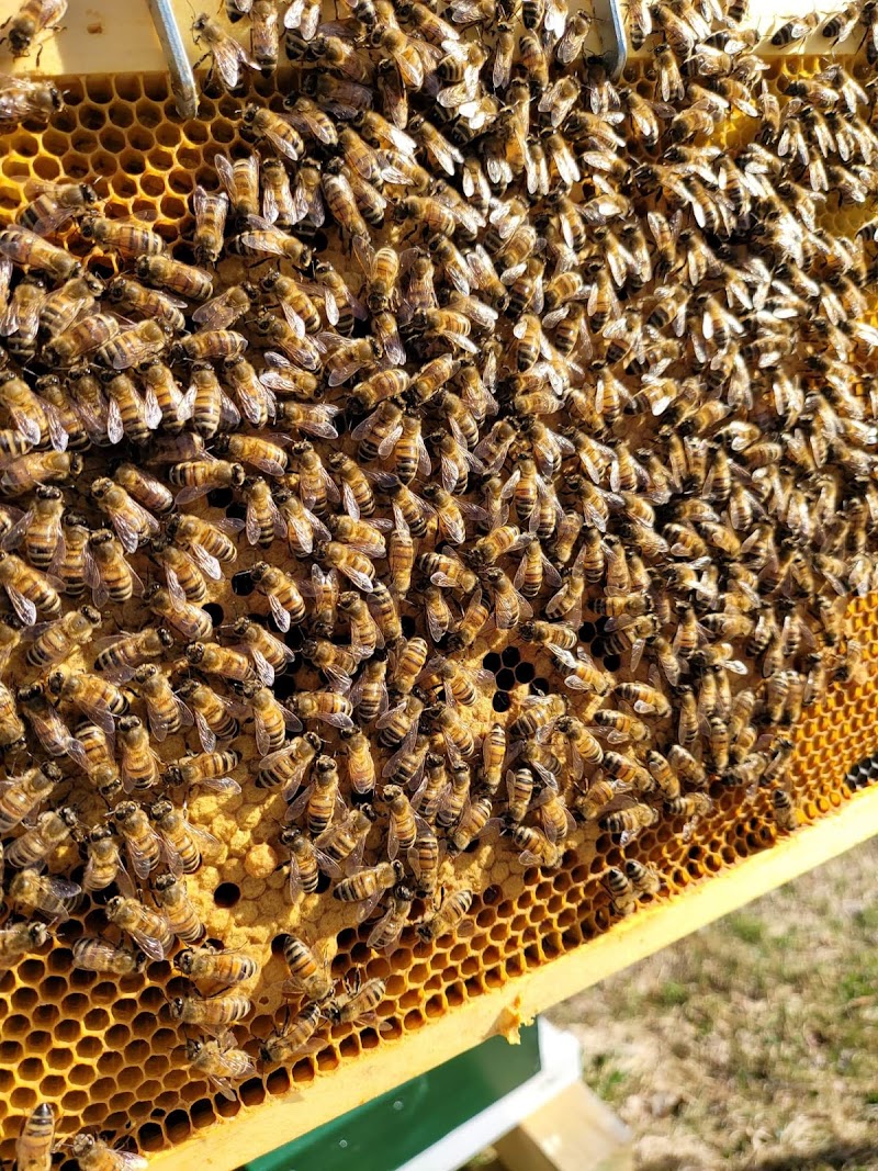 Apis Farms Inc photo 2