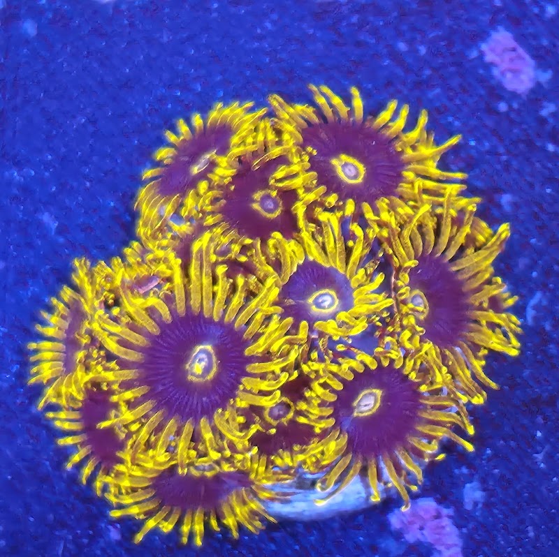 Salty aquarium photo 5