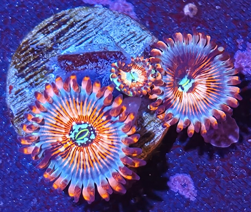 Salty aquarium photo 2