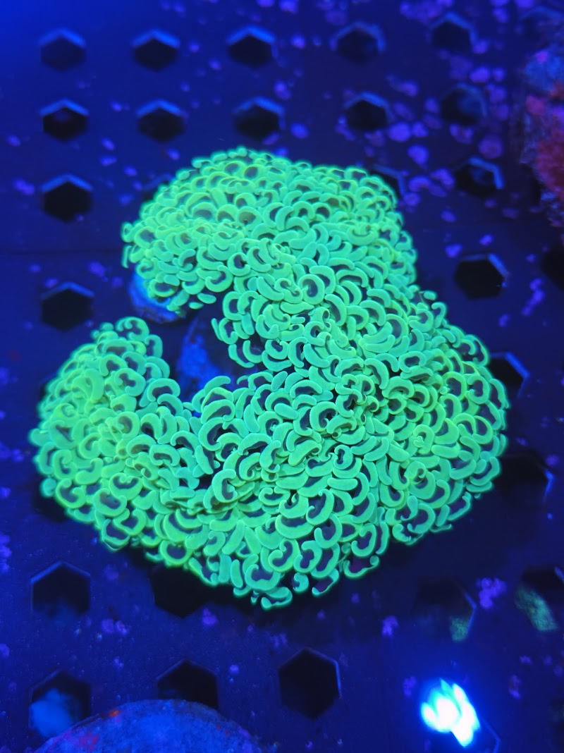 Photo of Salty aquarium