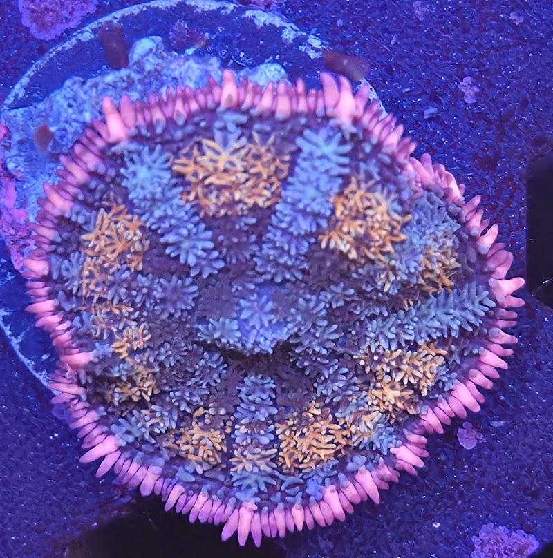 Salty aquarium photo 3