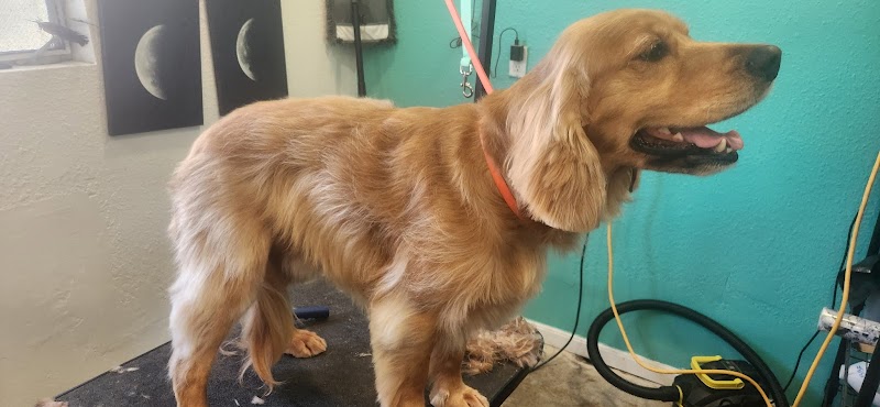 AlphaDog Spa photo 4
