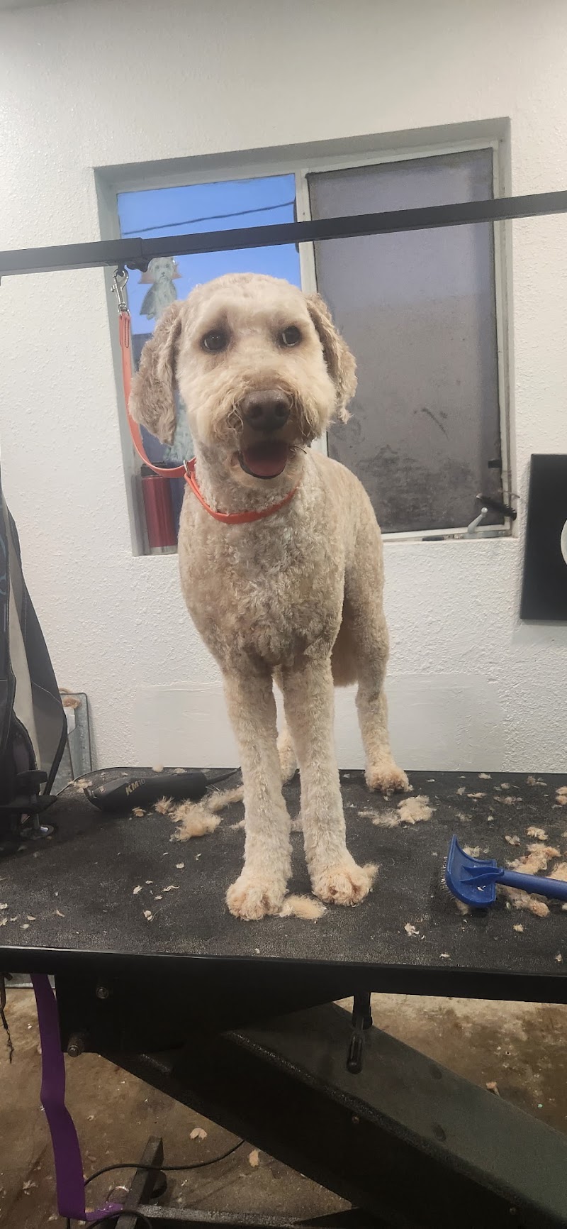 AlphaDog Spa photo 5