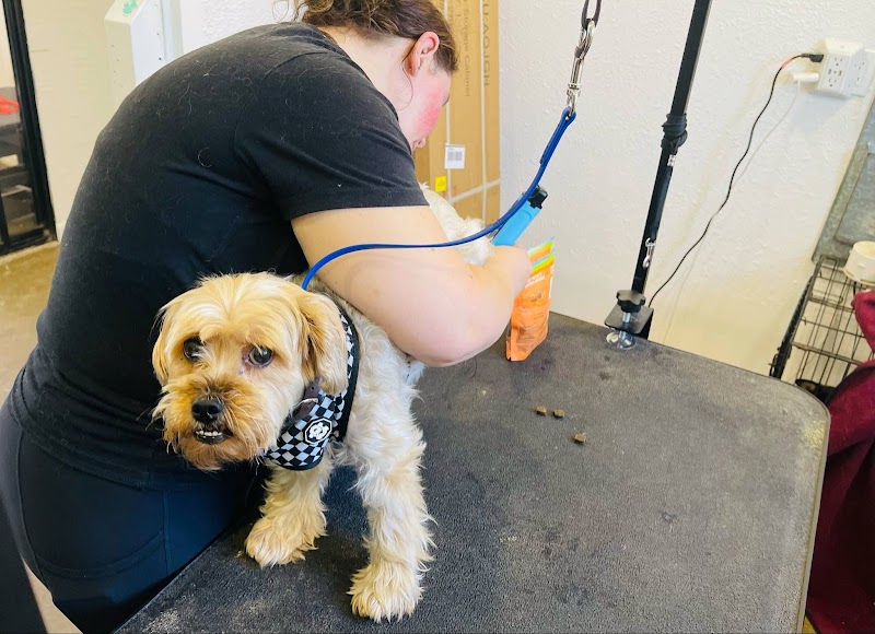 AlphaDog Spa photo 2