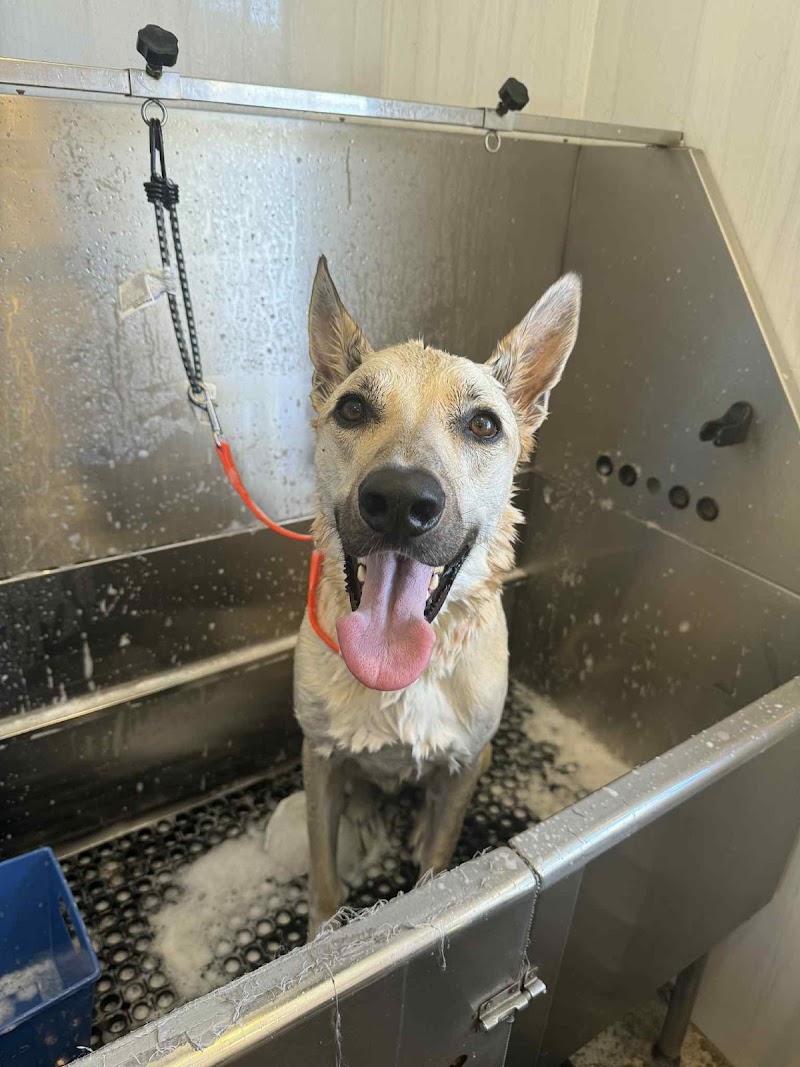 AlphaDog Spa photo 3