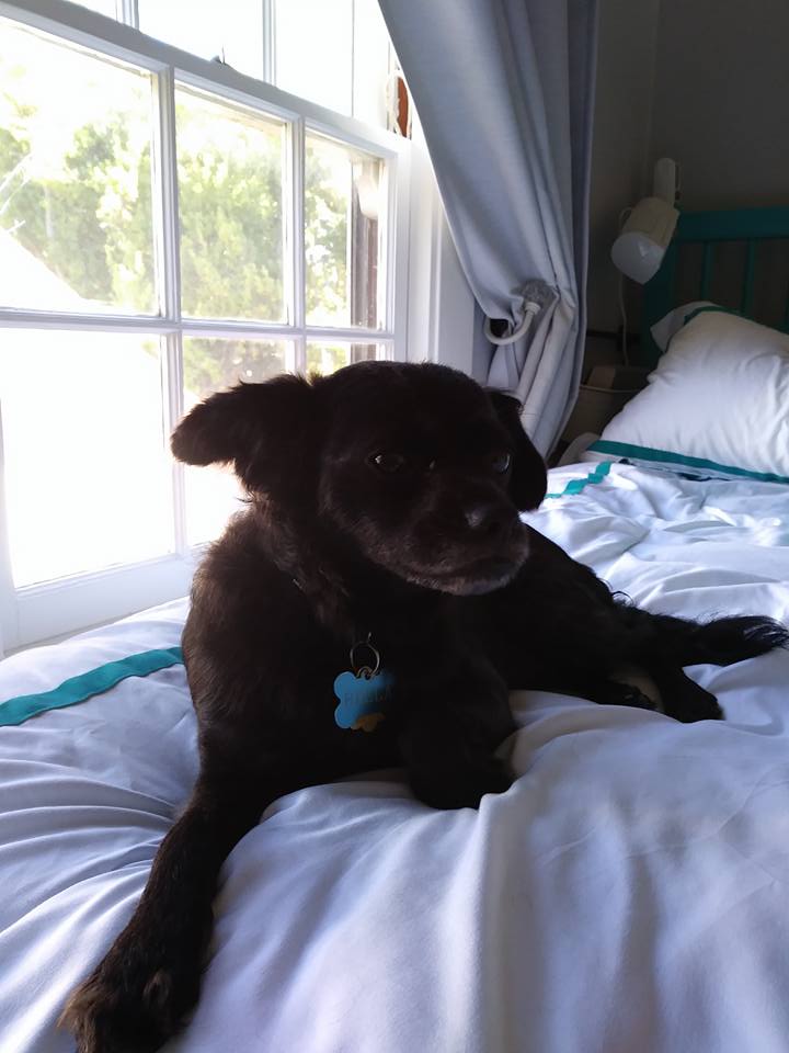 Girly's Pet Sitting photo 5
