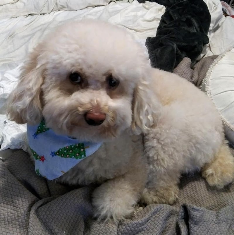 Girly's Pet Sitting photo 4