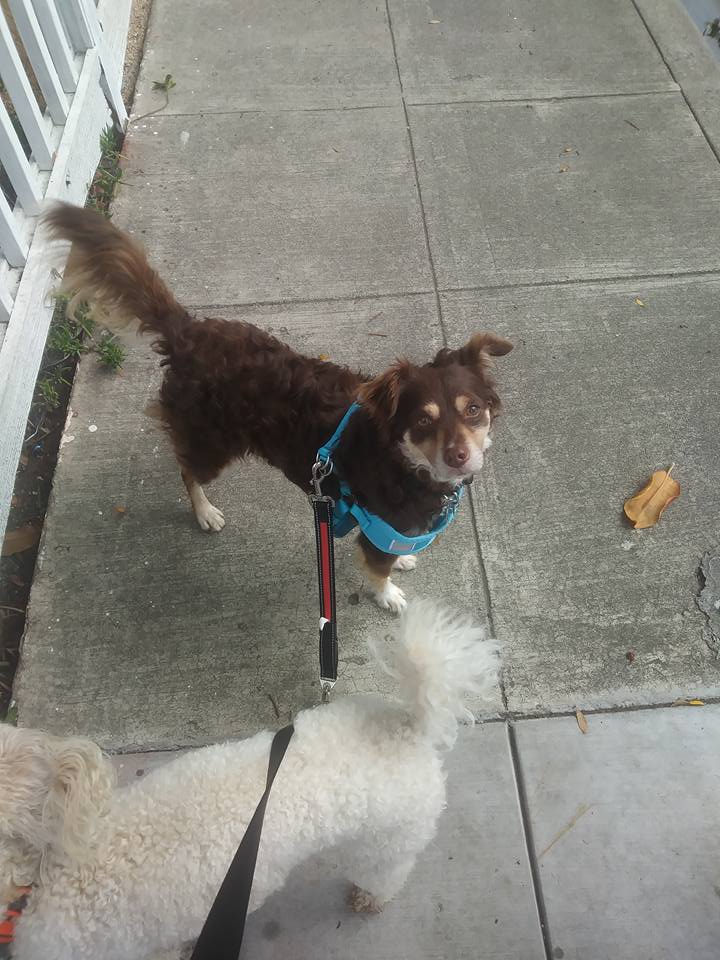 Girly's Pet Sitting photo 3