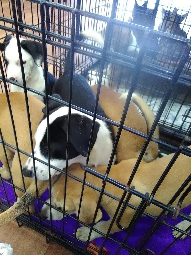 Pet Supermarket photo 5