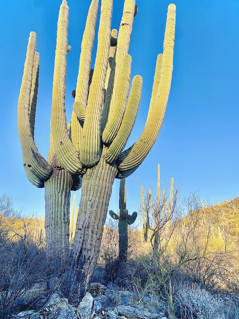 Photo of Cactus Picnic Area