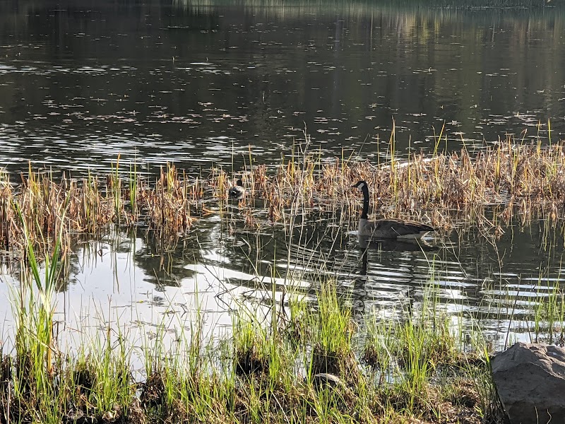 Woodland Lake Park Picnic Site photo 4