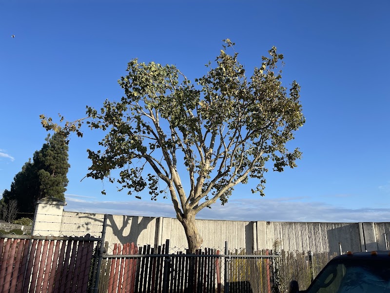 Camilo Tree Service photo 5