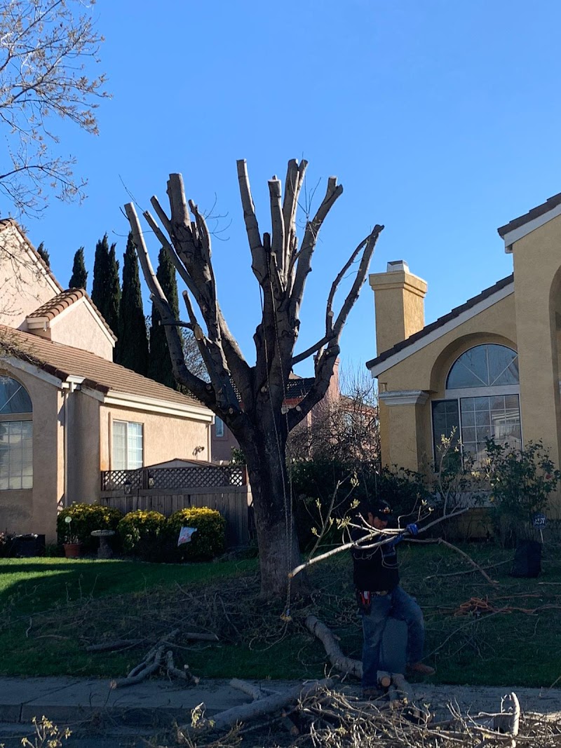 Camilo Tree Service photo 4