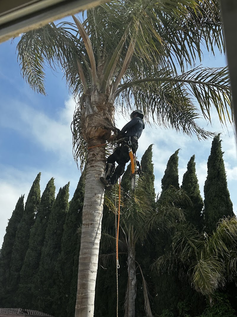 Camilo Tree Service photo 2