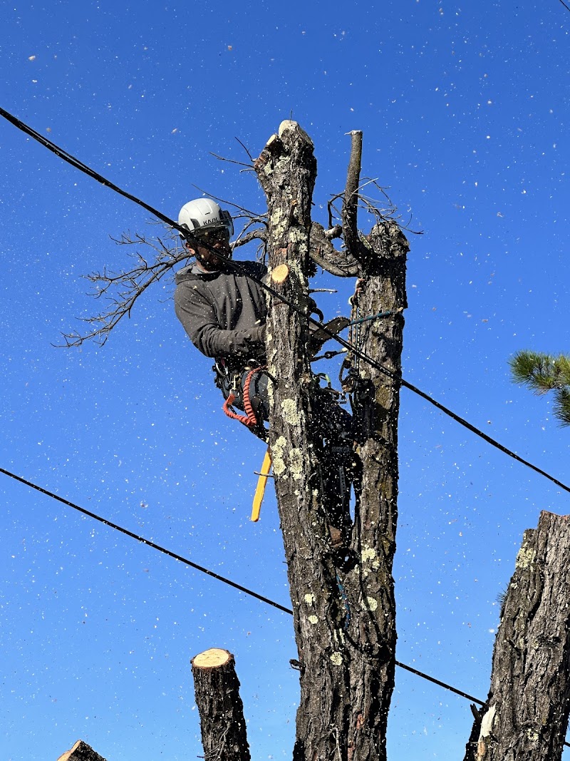 Camilo Tree Service photo 3