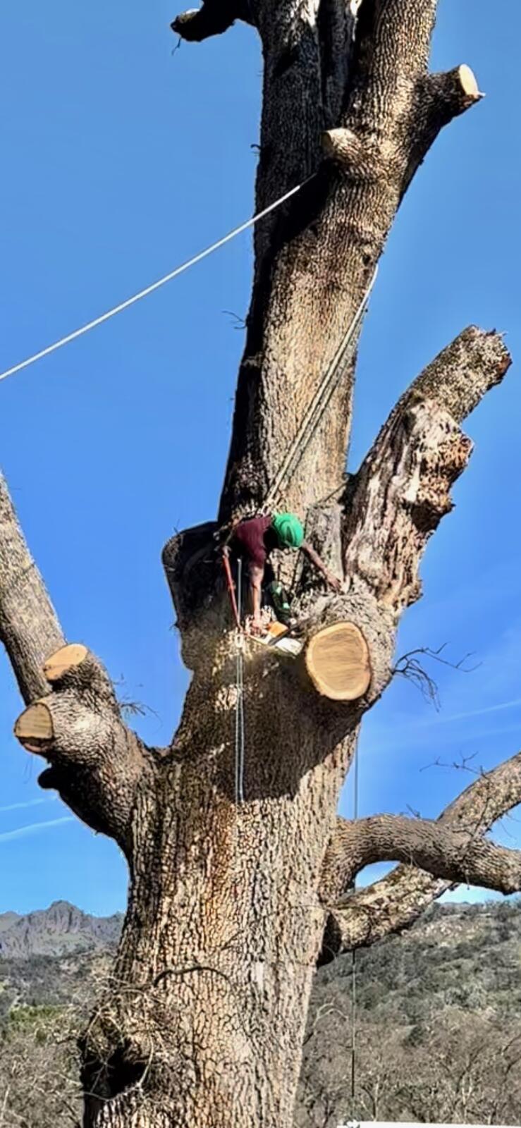 Photo of Camilo Tree Service