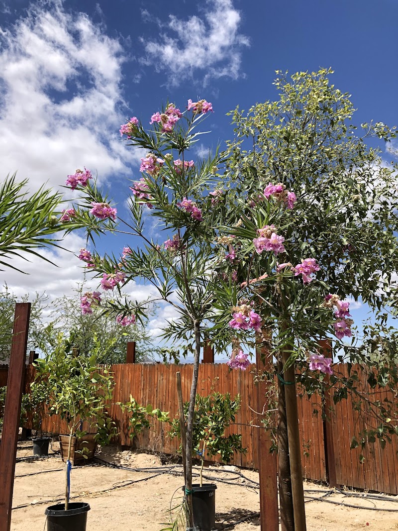 Acacia Nursery photo 2