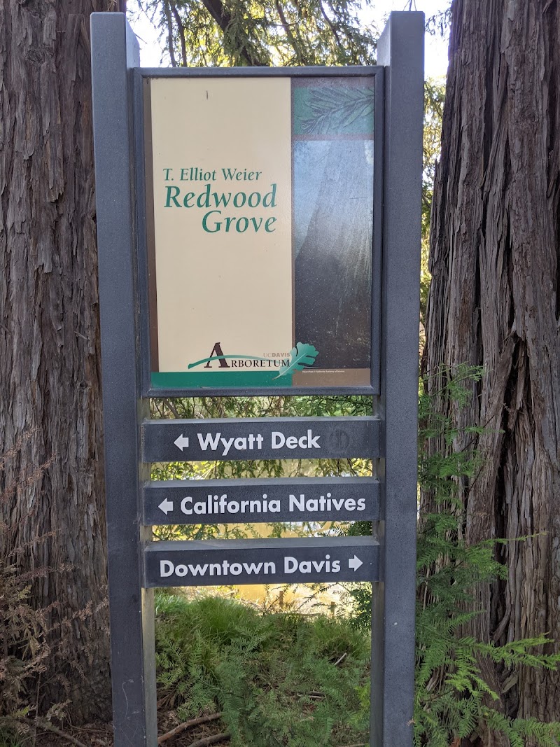 T. Elliot Weier Redwood Grove photo 2