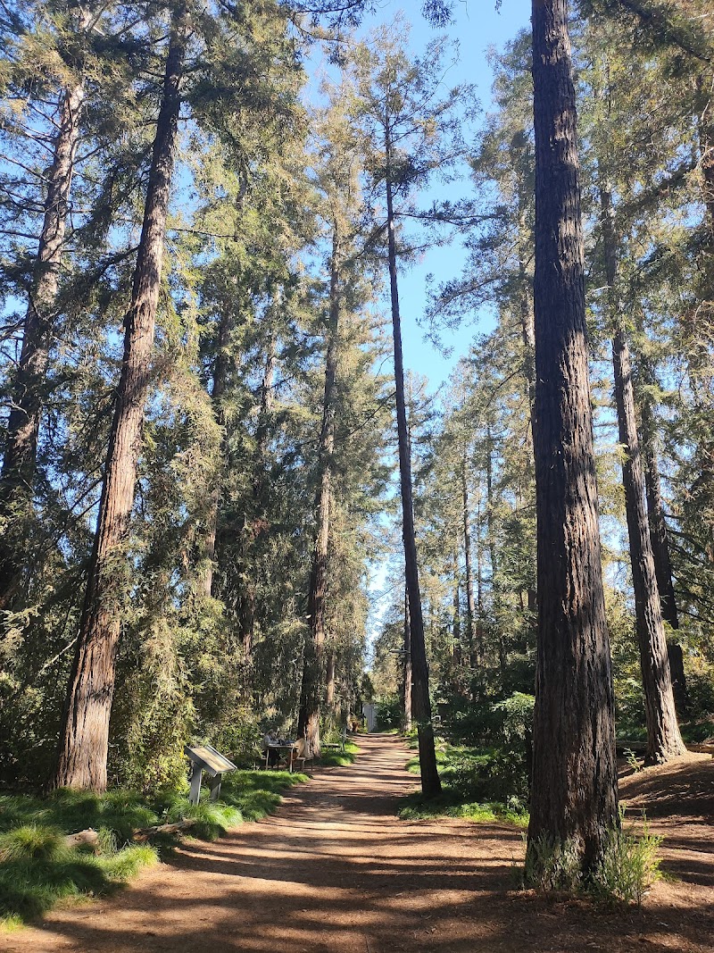 Photo of T. Elliot Weier Redwood Grove