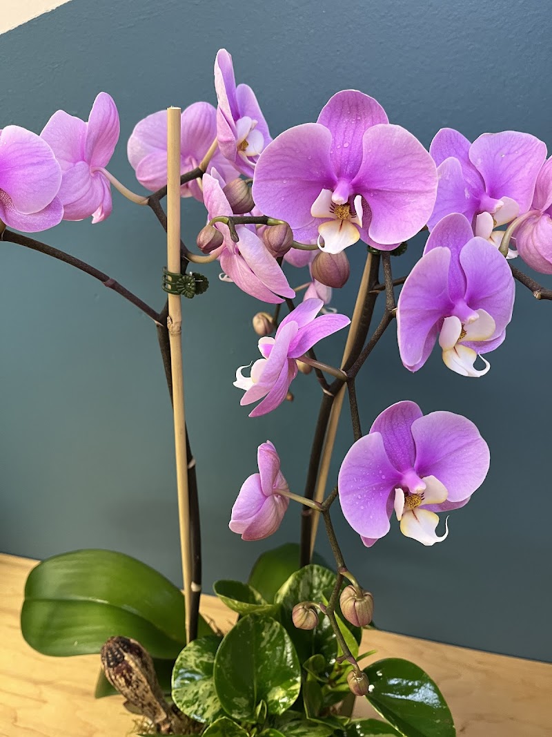 Petal and Blooms photo 2