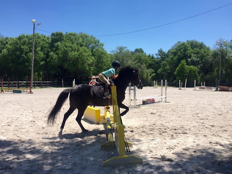 Lesley Cox Equestrian photo 4