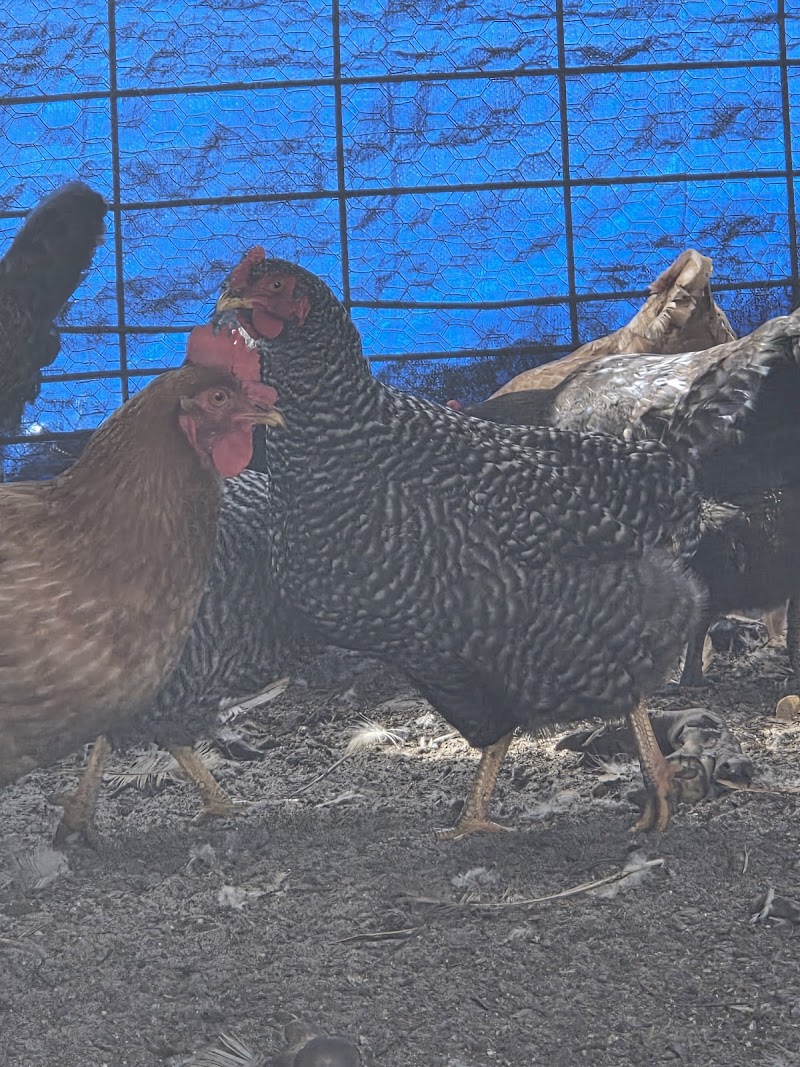 Gracie Farms photo 3