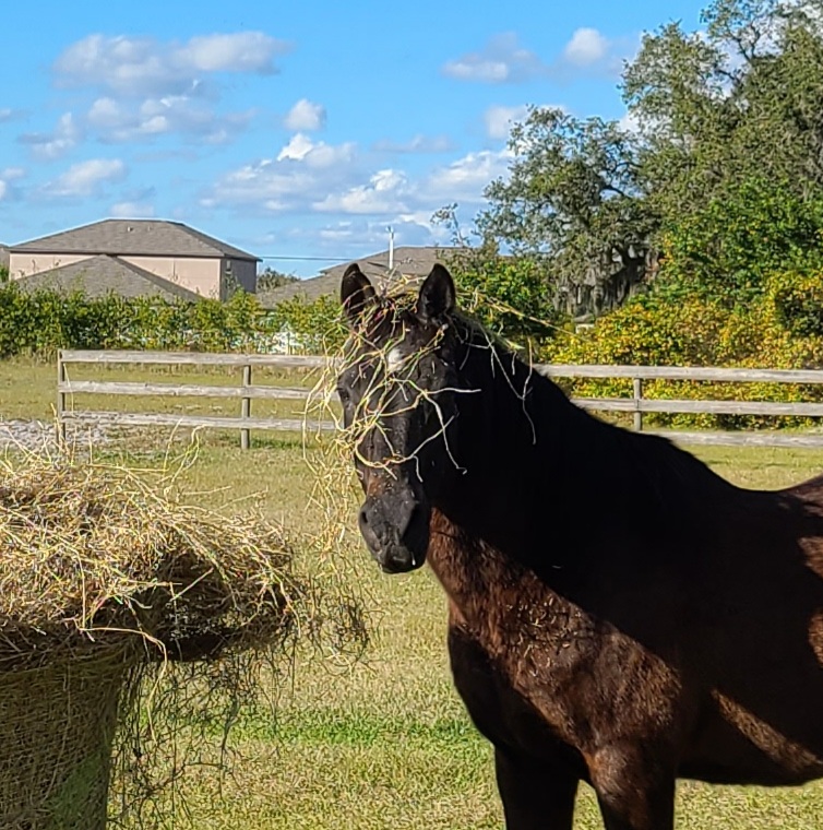 Photo of Schiro's Hay and Feed
