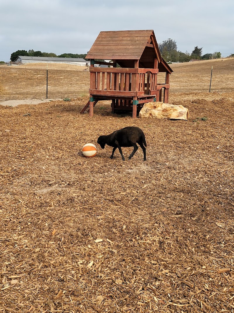 Petaluma Village East photo 2