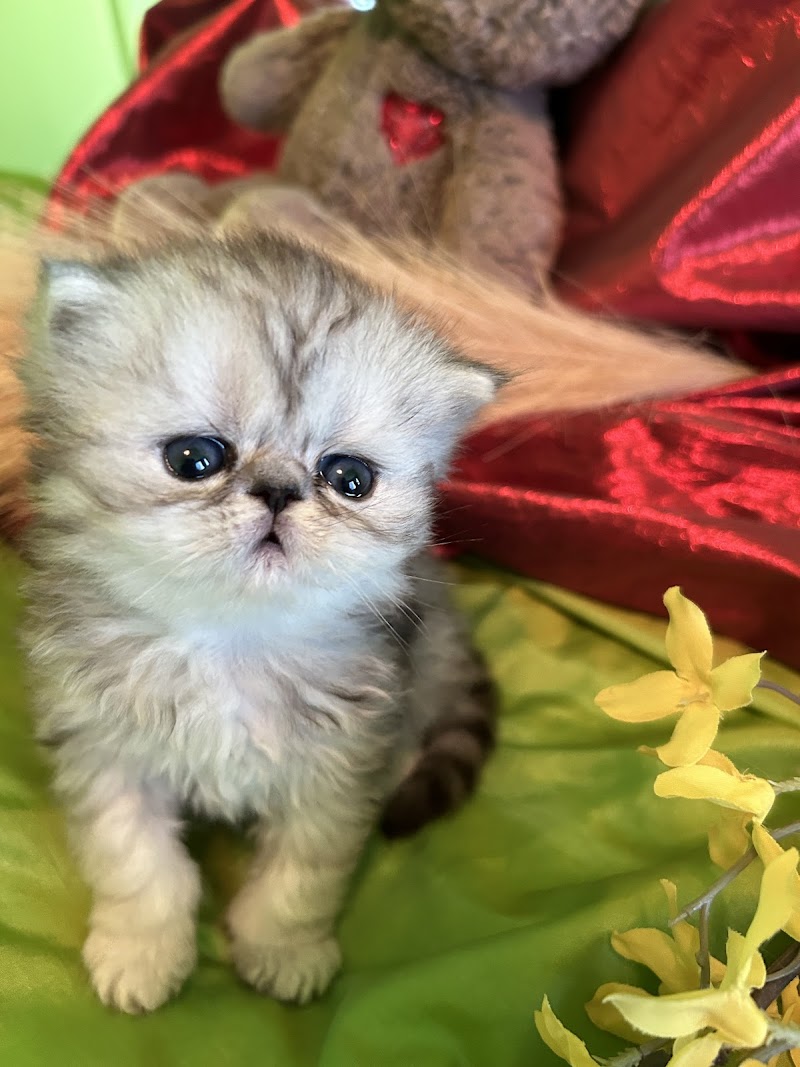 Kamilla Kittens photo 2