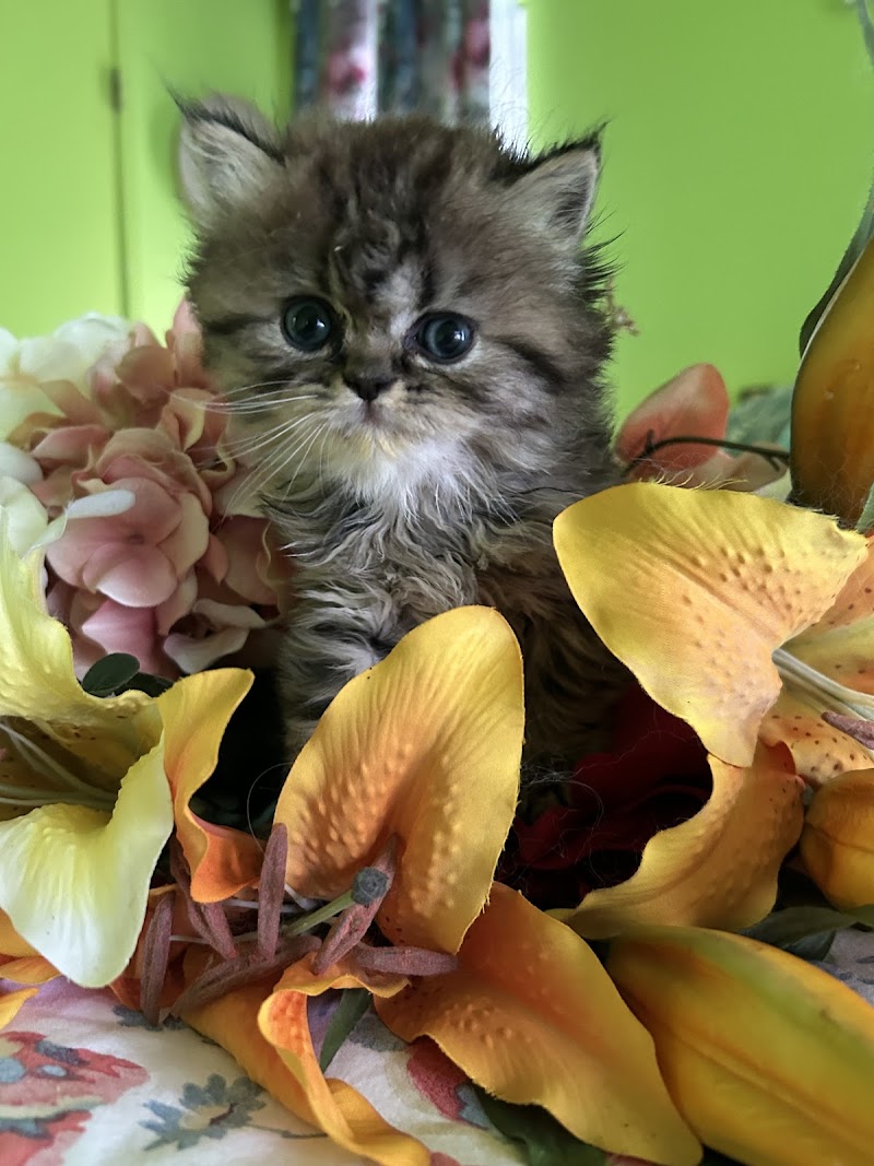 Kamilla Kittens photo 4