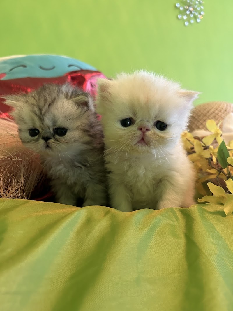 Kamilla Kittens photo 5