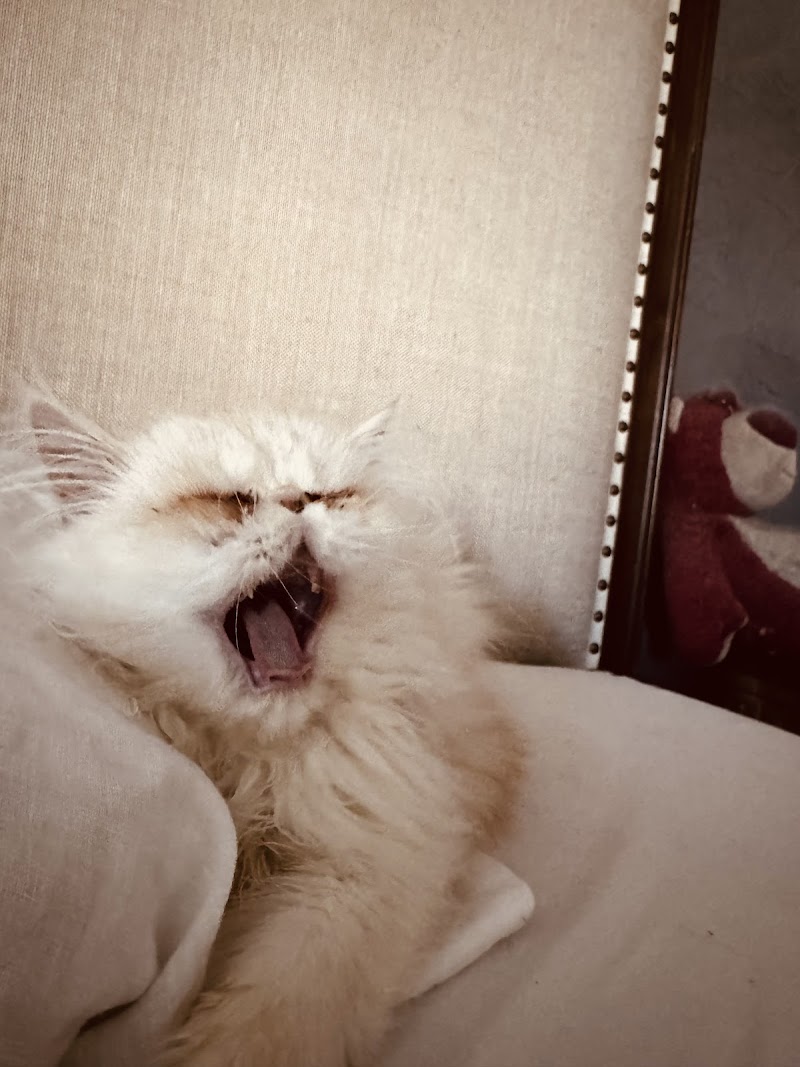 Kamilla Kittens photo 3