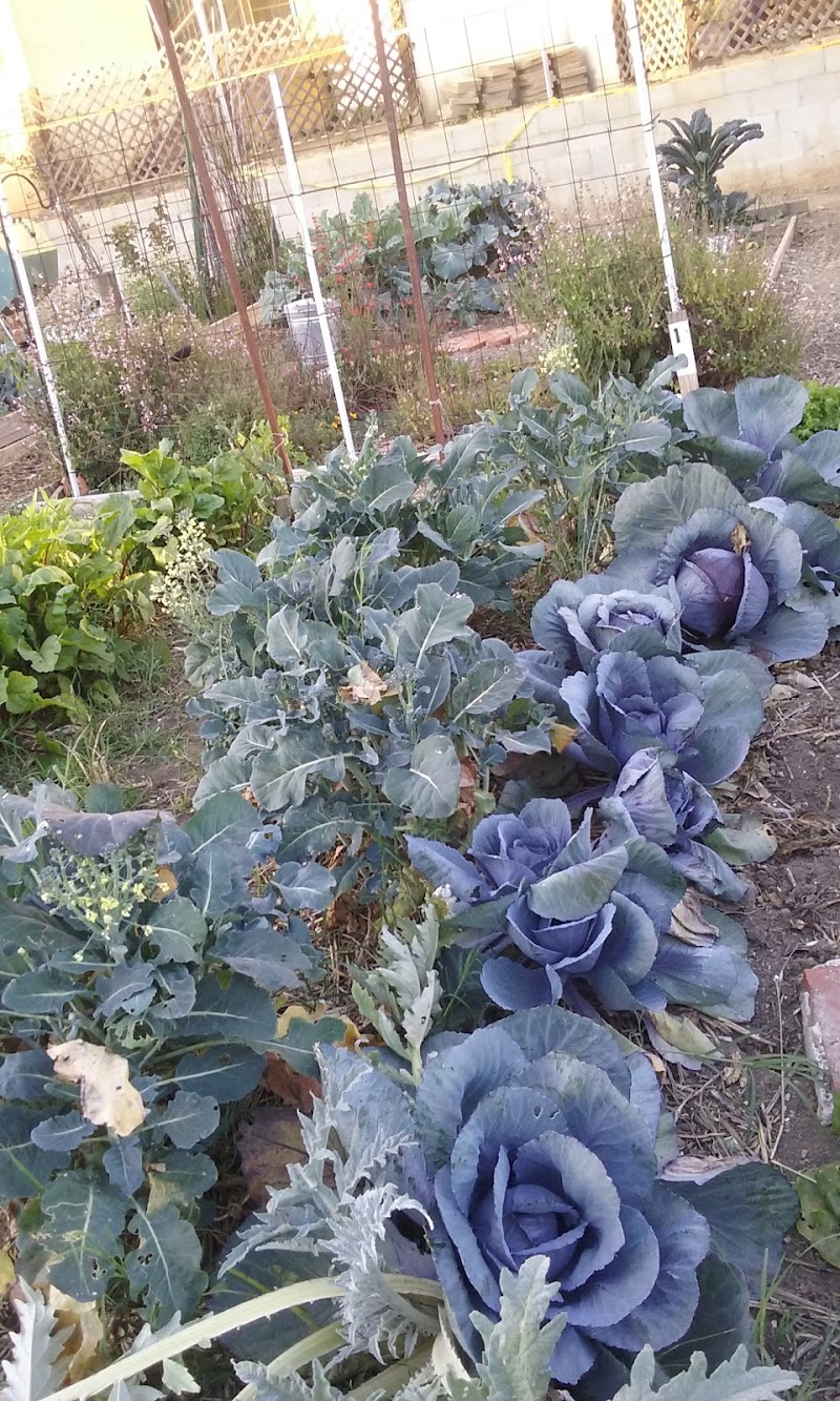 Zaferia Junction Community Garden photo 3
