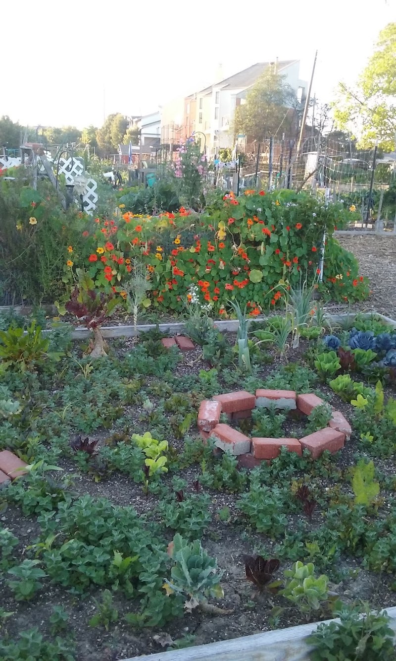Zaferia Junction Community Garden photo 5