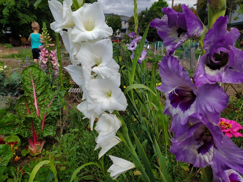 Zaferia Junction Community Garden photo 2