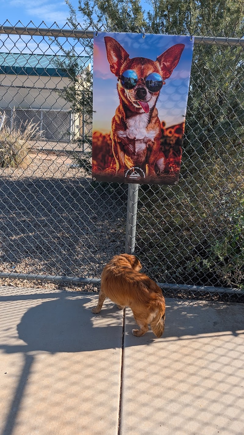 Tangerine Sky Community - Dog Park photo 4