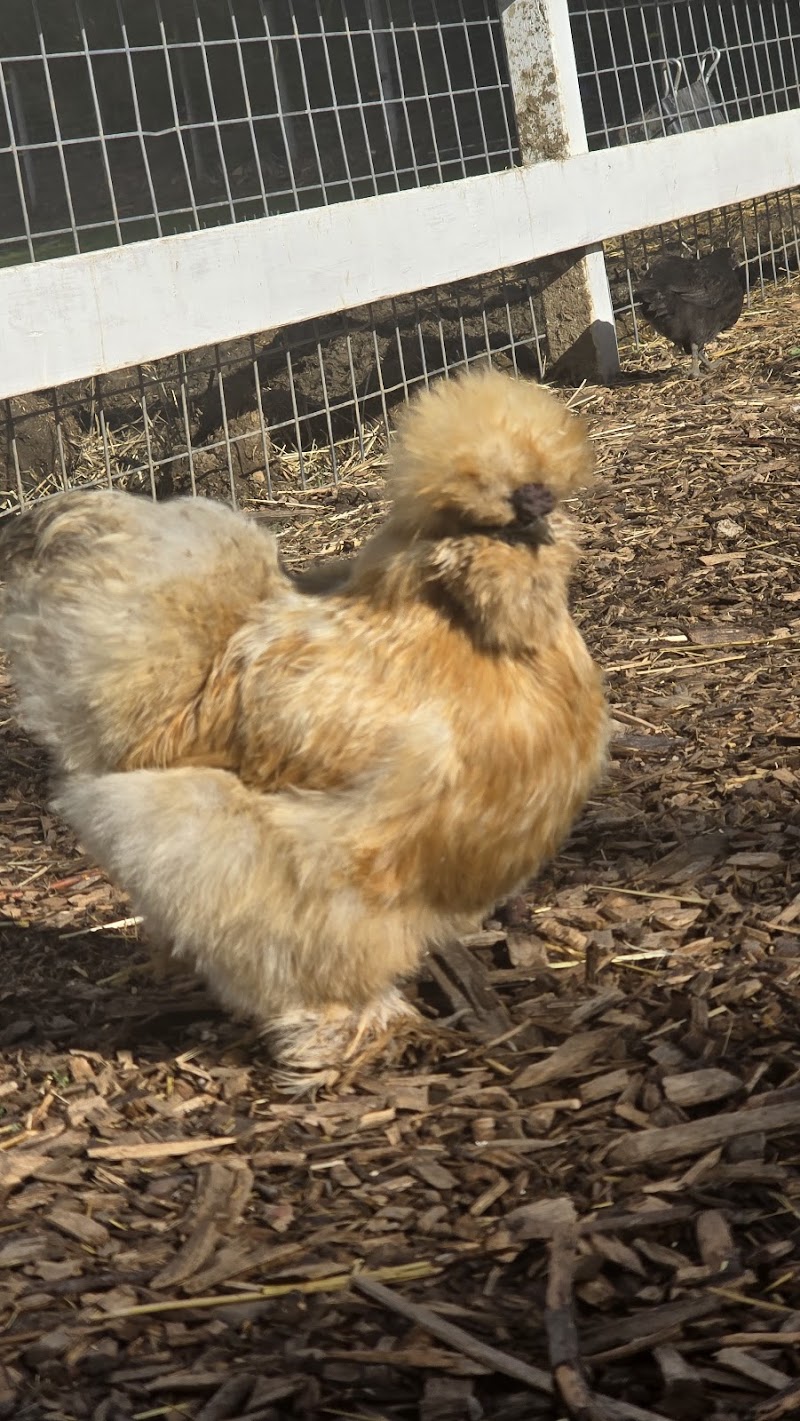 Lavender creek farm photo 4