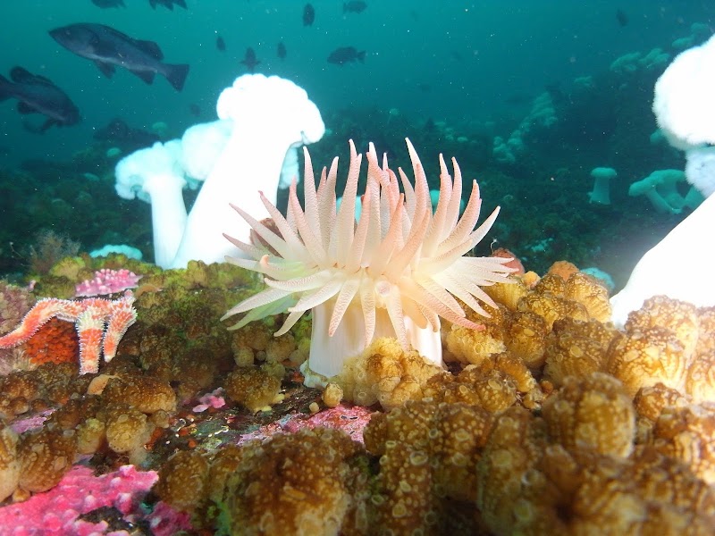 Harbor Dive photo 2