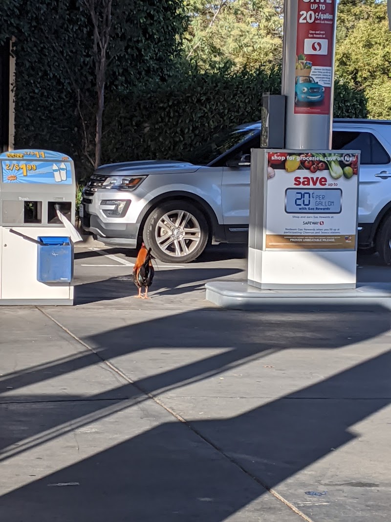 Chevron photo 3