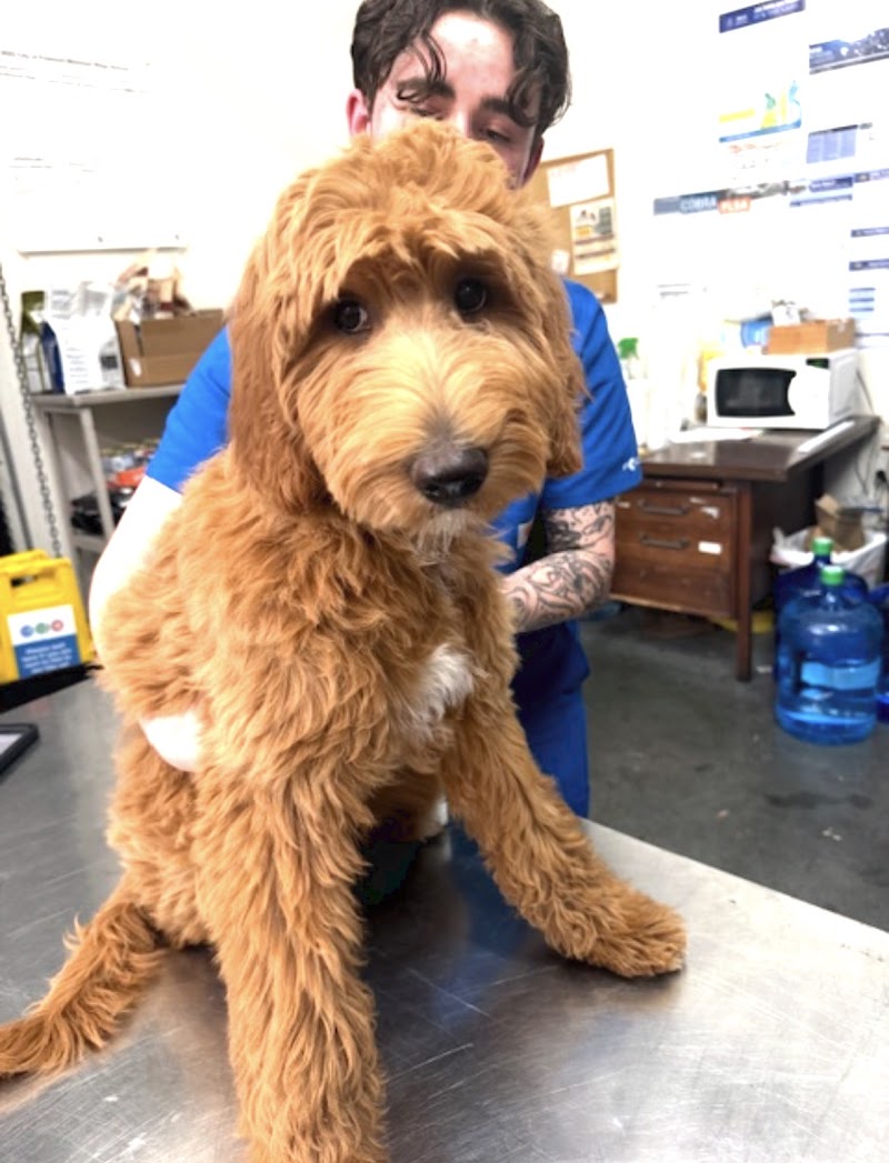 VIP Petcare Vaccination Clinic photo 2