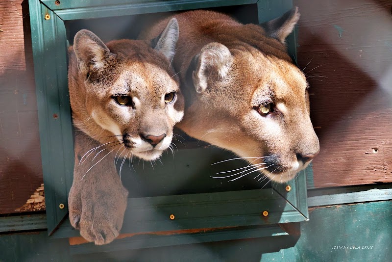 Southwest Wildlife Conservation Center photo 3