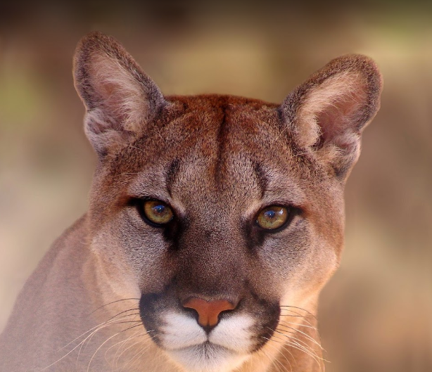Southwest Wildlife Conservation Center photo 2