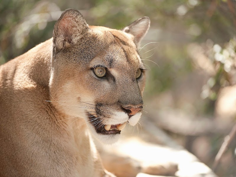 Photo of Southwest Wildlife Conservation Center