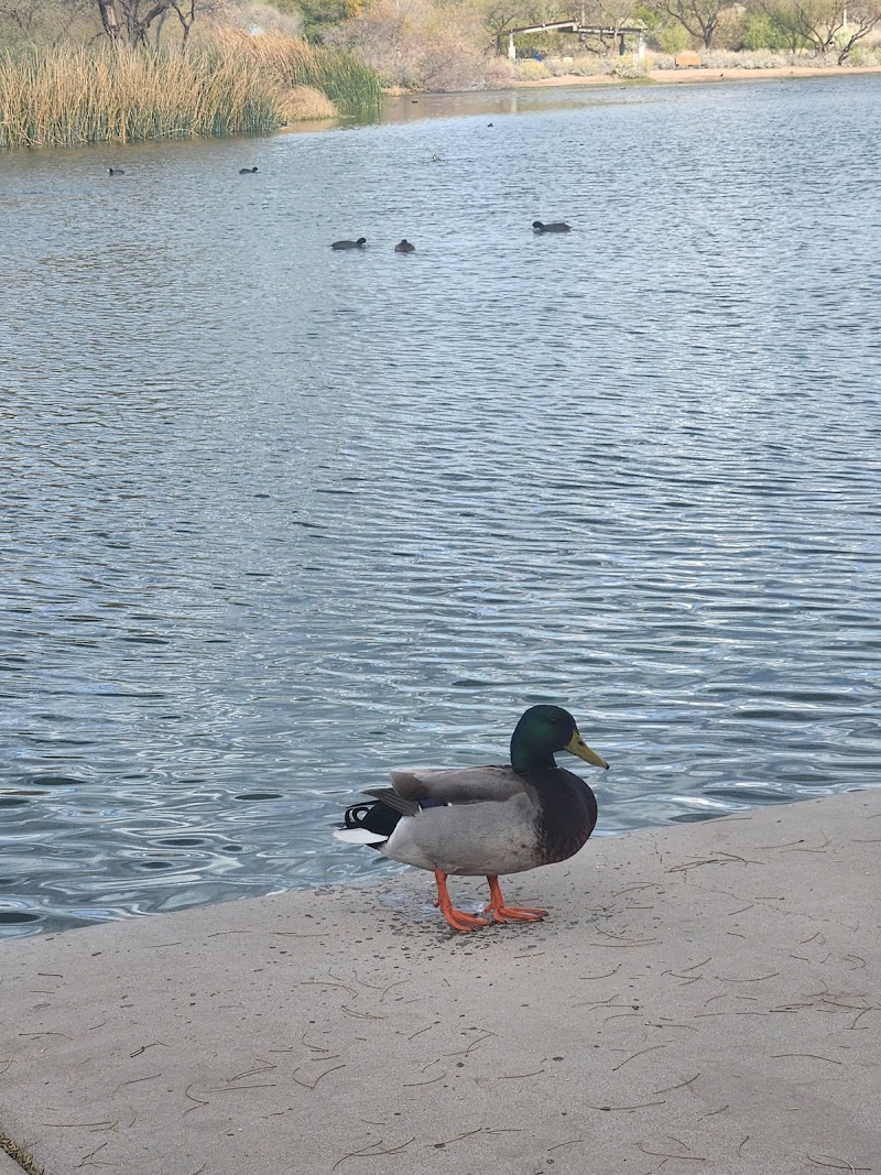 Veterans Oasis Lake photo 4