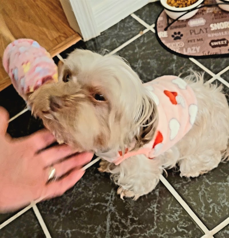 Kind Animal Care photo 3