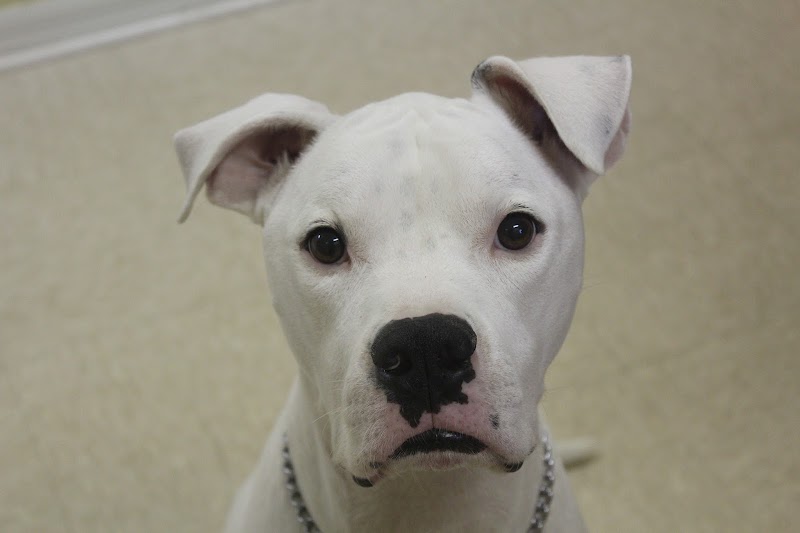 Kind Animal Care photo 2
