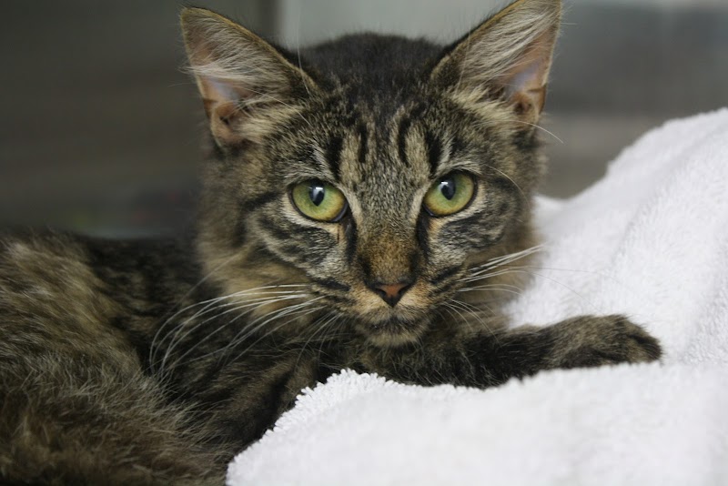 Kind Animal Care photo 4