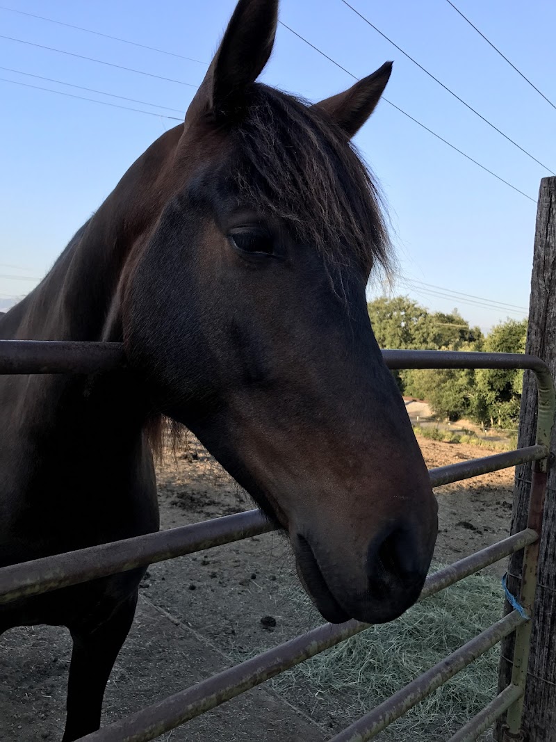 Whispering Creek Equestrian Center photo 3