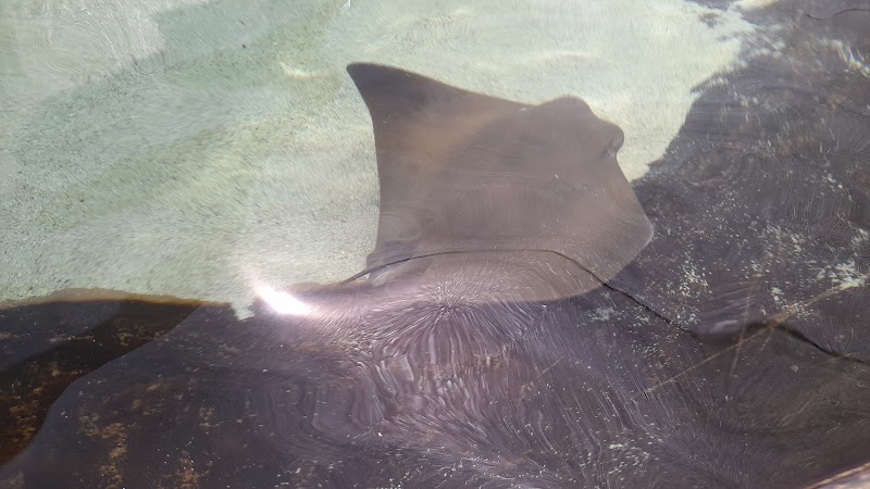 Photo of Stingray Touch