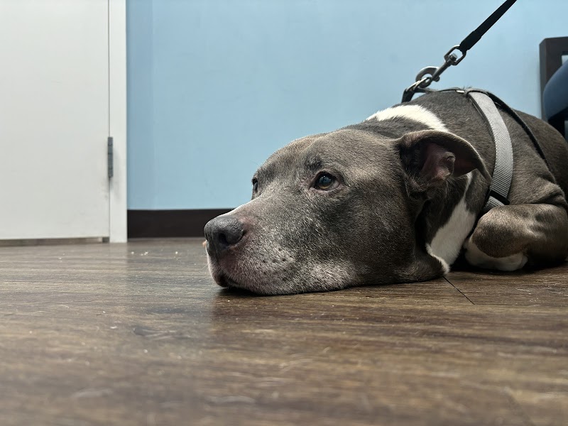Caring Paws Animal Hospital photo 5